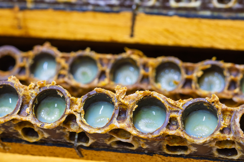 Royal Jelly in Hive