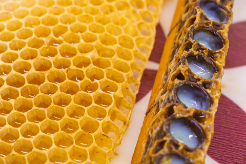 Royal Jelly in Bee Hive